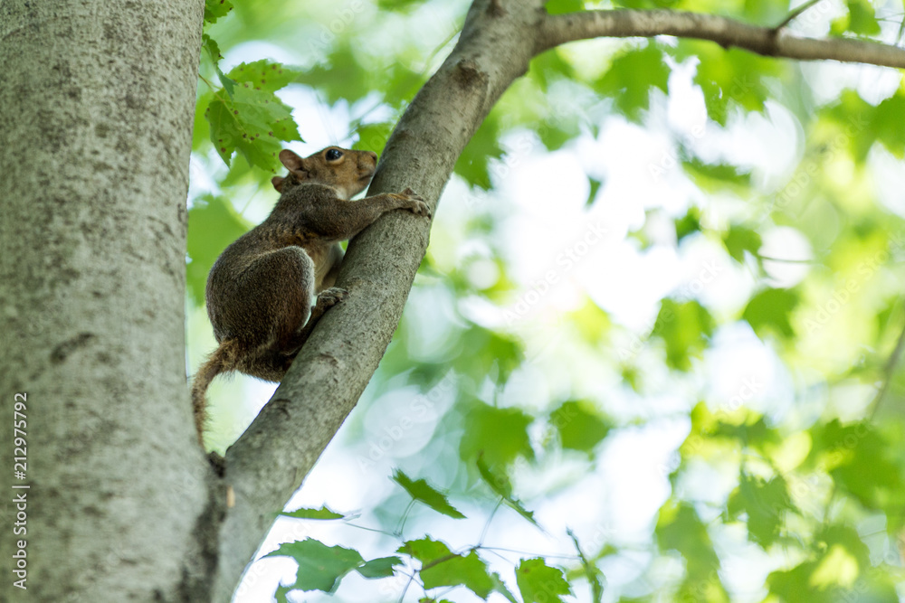 Squirrel Climbing on a Branch