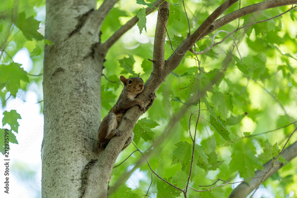 Squirrel Hanging on a Branch