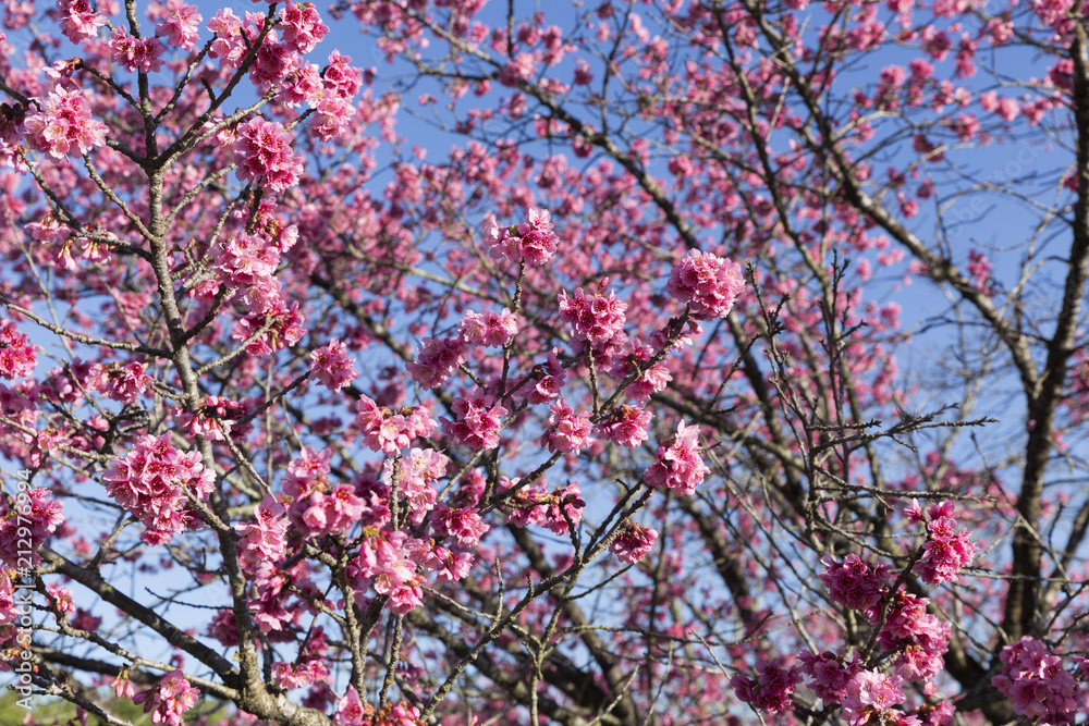Beautiful cherry blossom on the tree blooming in the spring season. Beautiful cherry blossom on the tree blooming in the spring season.