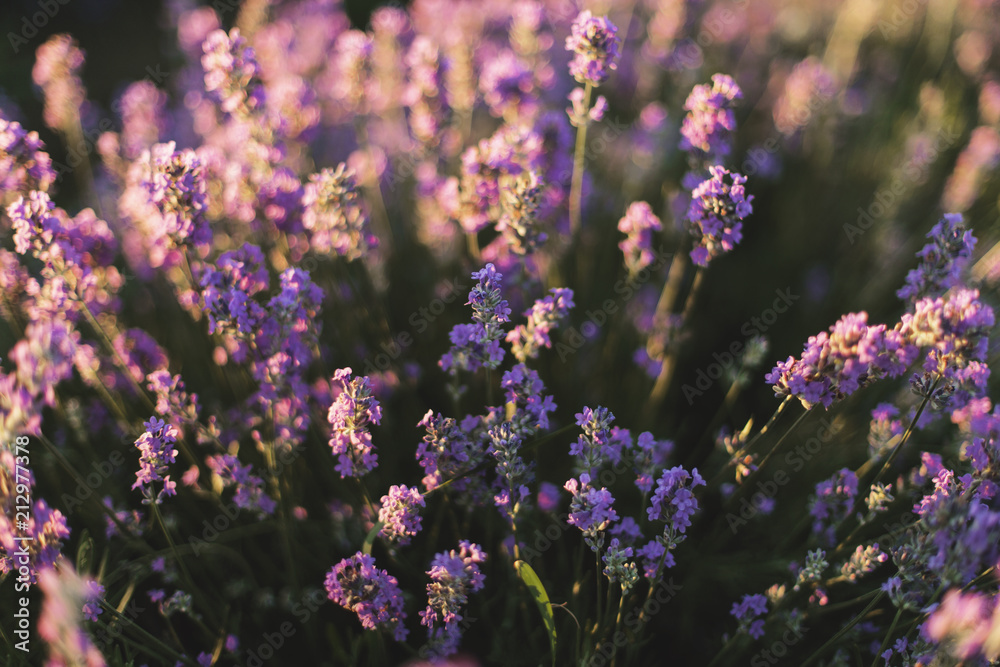 Beautiful lavender field in the sunset Beautiful lavender field in the sunset