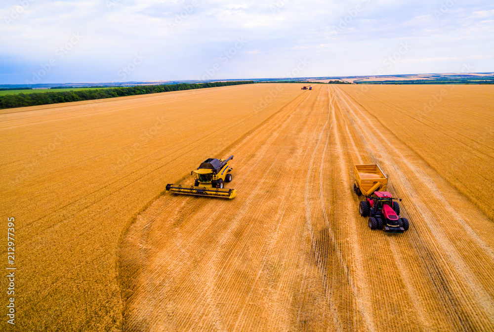 Obraz premium Harvesting machine working in the field. Top view from the drone Combine harvester agricultural machine ride in the field of golden ripe wheat. Harvesting of wheat. 