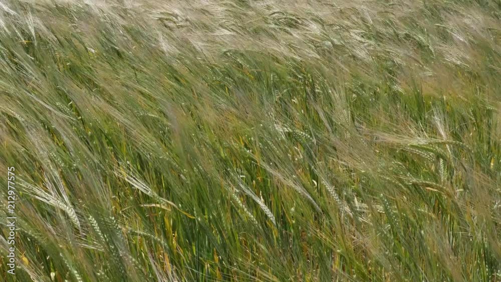 épis dansant sous la brise épis dansant sous la brise