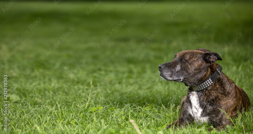 Dog laying and resting on the grass