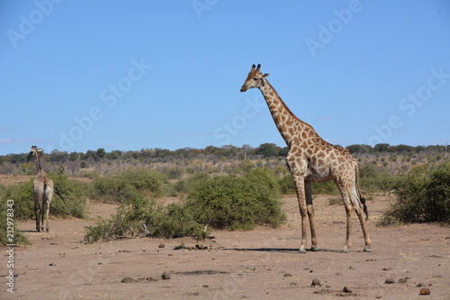 Giraffe in Safari area  Chobe National Park  Kasane  Botswana