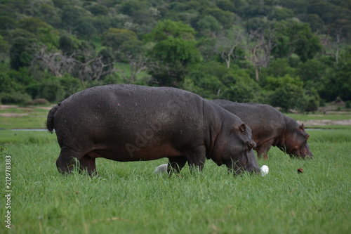 Hippopotamus eating grass, Chobe National Park, Botswana, Africa