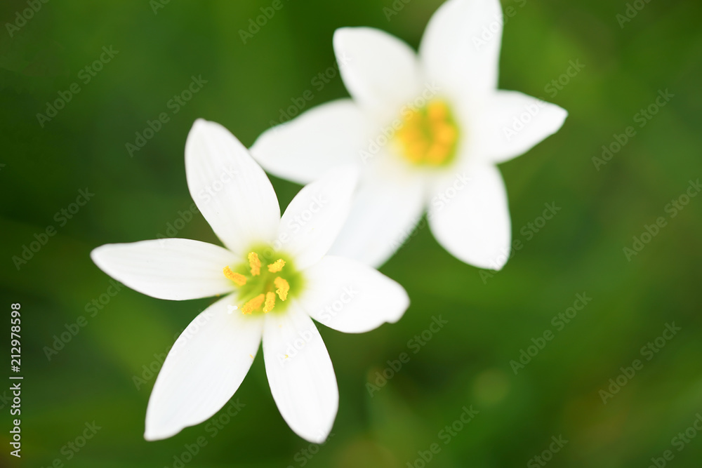 Beautiful rain lily close up on blurry green leaves. Beautiful rain lily close up on blurry green leaves.