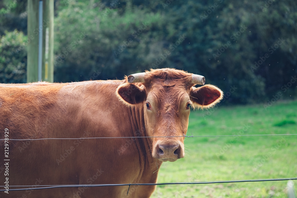 Pretty cow looking over fence