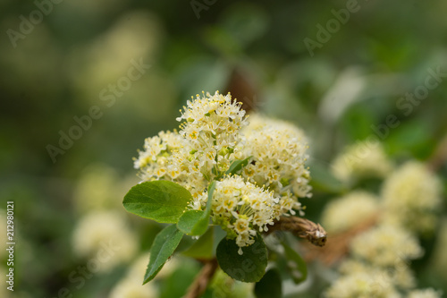 Flower bunched