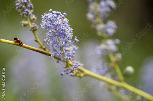 Purple flower