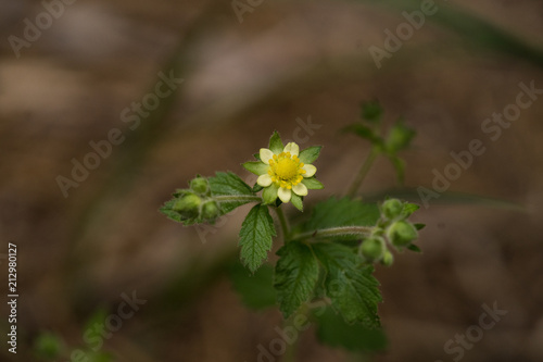strawberry flower