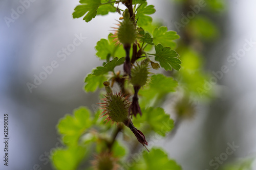Plant life