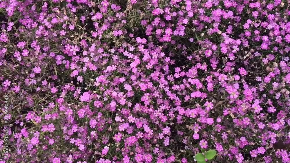 花 花