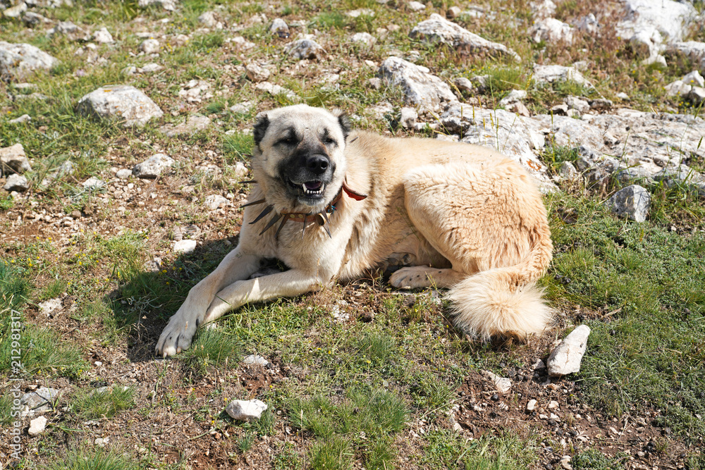 Anatolian shepherd dog with spiked iron collar lying on pasture. (Spiked  iron collar protects the necks of dog against wolf. Stock Photo | Adobe  Stock