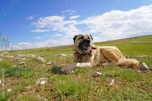 Anatolian shepherd dog with spiked iron collar lying on pasture. (Spiked iron collar   protects the necks of dog against wolf. photo