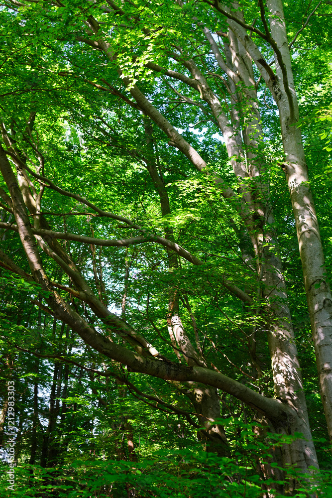 Fototapeta premium Der Wald