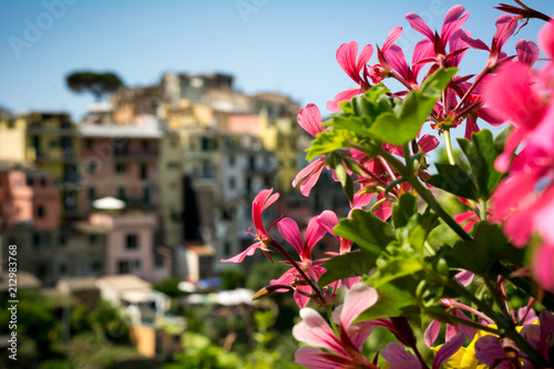 Horizontal View of the city of Corniglia beside a Flower Composition on Blue Sky Background in the Italian National Park of the Cinque Terre.