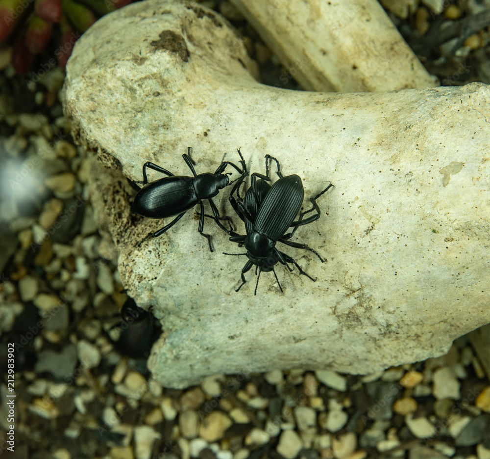 beetles are mating