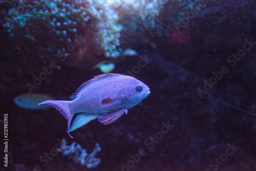 Pink flasher wrasse Paracheilinus carpenteri photo