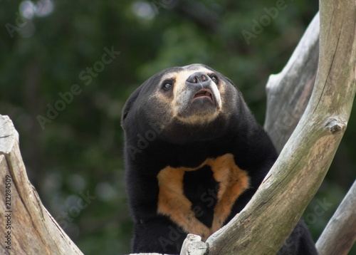 Close up portrait image of an Asian Sun Bear (Helarctos malayanus) photo