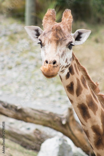 Close up face and neck side profile image of a giraffe © MollyNZ