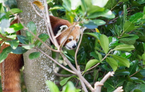 Close up image of a Red Panda (Ailurus fulgens) with copy space photo