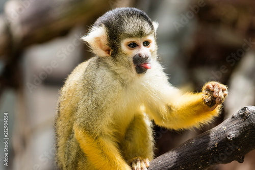 The black-capped squirrel monkey (Saimiri boliviensis) is a South American squirrel monkey, found in Bolivia, Brazil and Peru. © MollyNZ