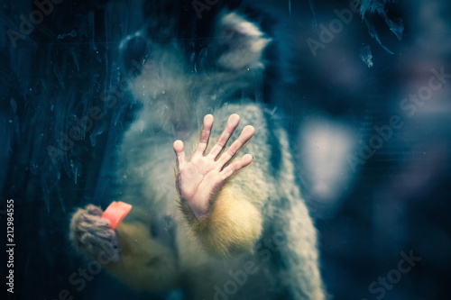 Photography Close up conceptual image of a Bolivian Squirrel Monkey trapped inside a glass cage held in captivity