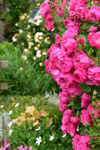 Wallpaper Mural バラが咲く庭 Torontodigital.ca