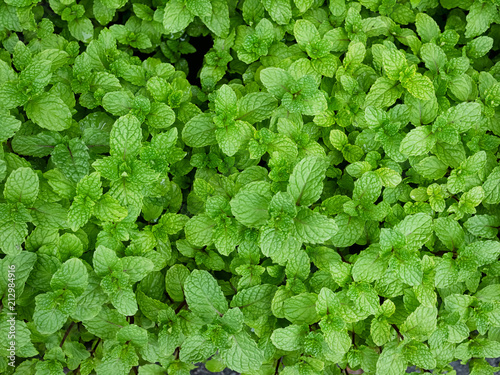 Mint leaves peppermint leaves of mint on green background