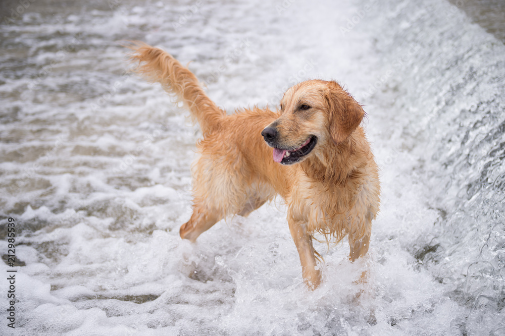 Golden retriever playing in the water Golden retriever playing in the water