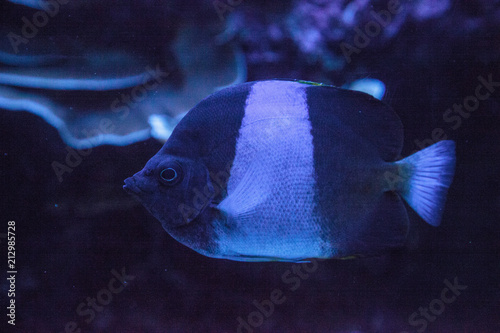 Three-stripe damsel Dascyllus aruanus