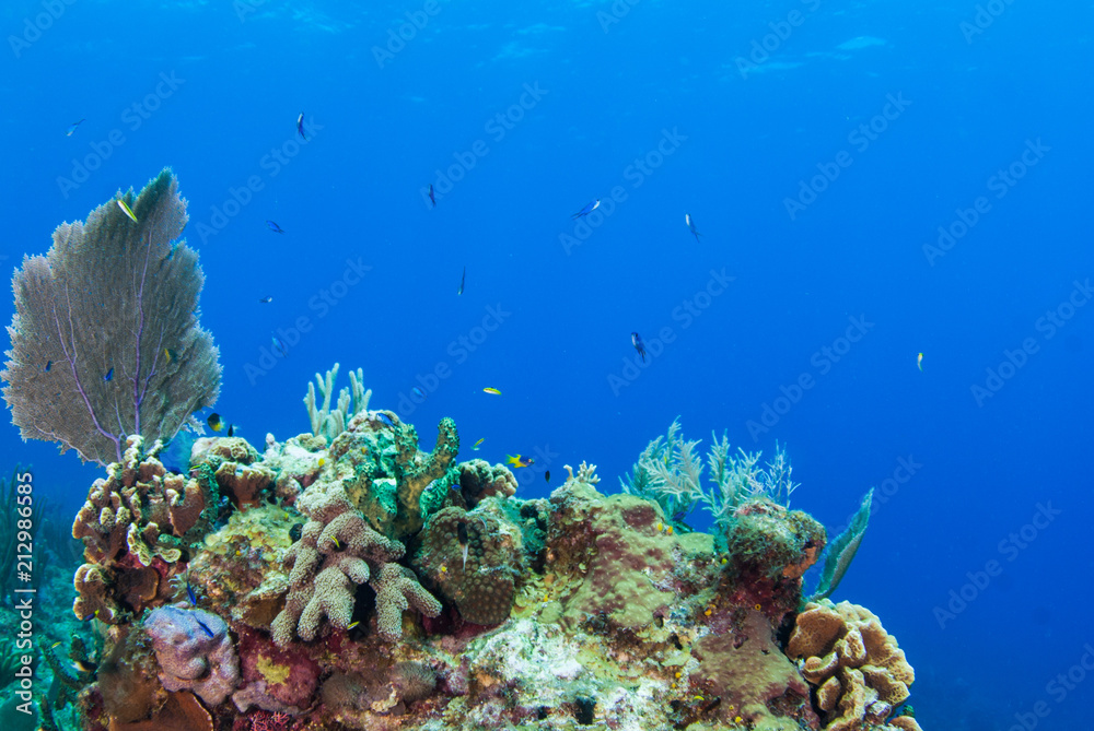 Fototapeta premium A coral seascape. This beautiful scene is part of an underwater reef in the tropical Caribbean sea. This coral is home to an abundance of marine life