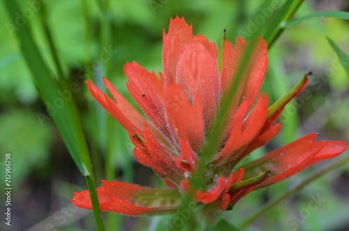 indian paintbrush