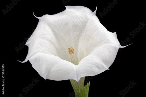 Foto Datura flower, dope, stramonium, thorn-apple, jimsonweed, isolated on black back