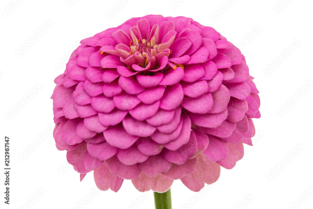 Flower of zinnia, isolated on white background Flower of zinnia, isolated on white background