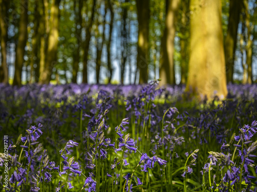Sunlight illuminating woods with a carpet of bluebells