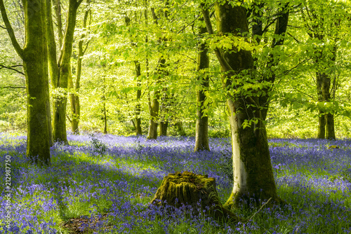 Sunlight illuminating woods with a carpet of bluebells
