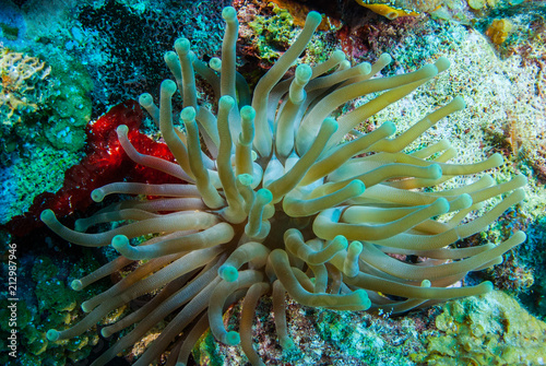 A sea anemone. This stunning creature lives on tropical reefs and this one in particular was shot off Grand Cayman 