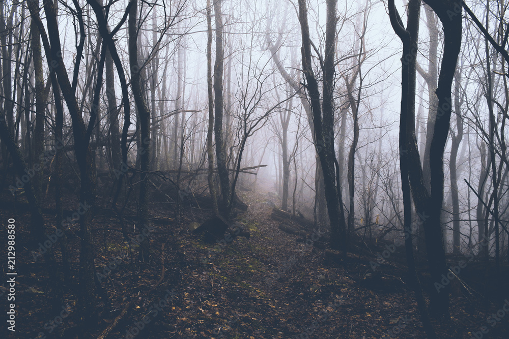 Fototapeta premium Moody Morning