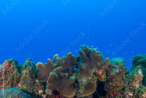 Fototapeta Naklejka Na Ścianę i Meble -  A coral seascape. This beautiful scene is part of an underwater reef in the tropical Caribbean sea. This coral is home to an abundance of marine life