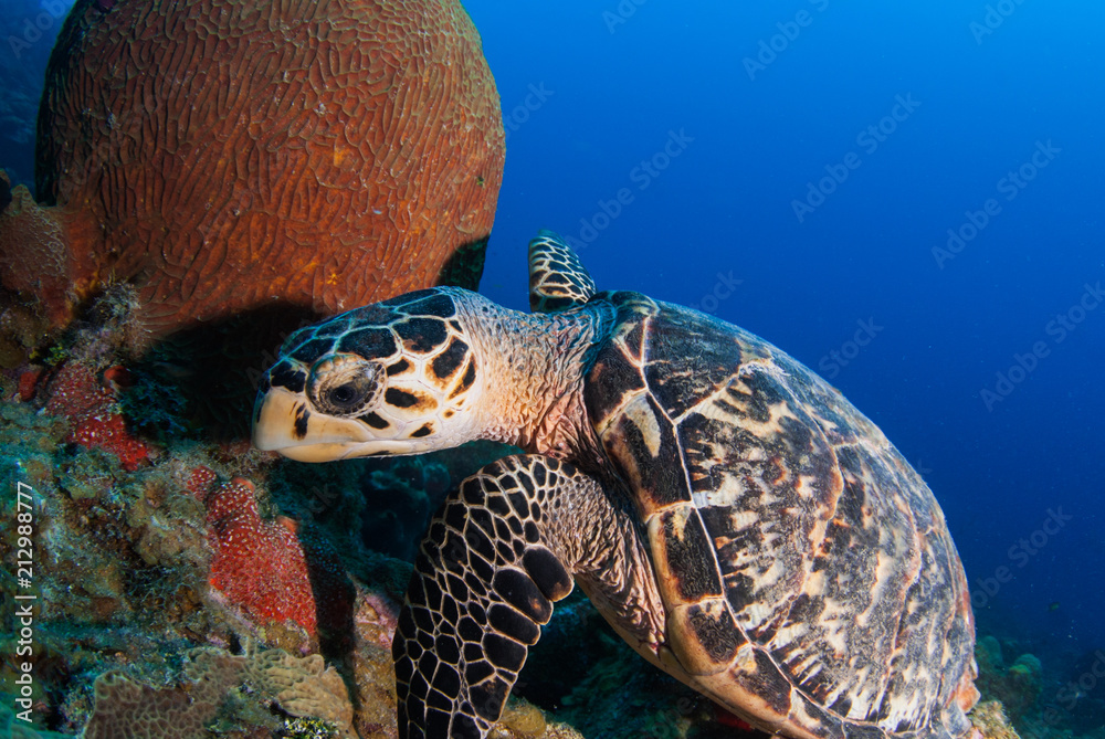 Obraz premium A hawksbill turtle set against the background of a tropical coral reef. The photo was taken in Grand Cayman in the Caribbean