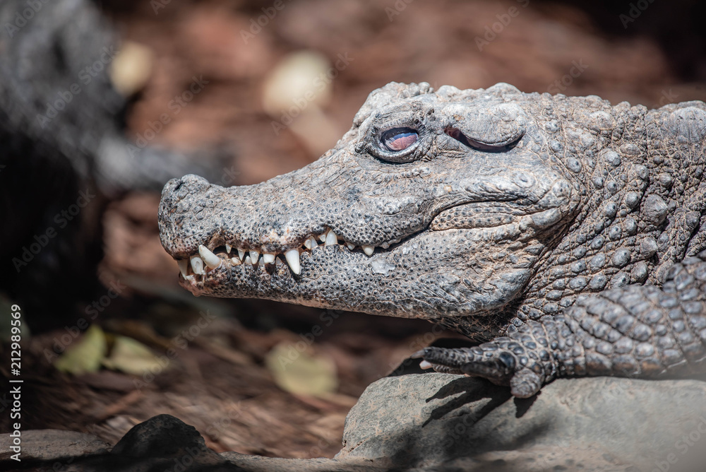 Fototapeta premium Crocodile Closeup