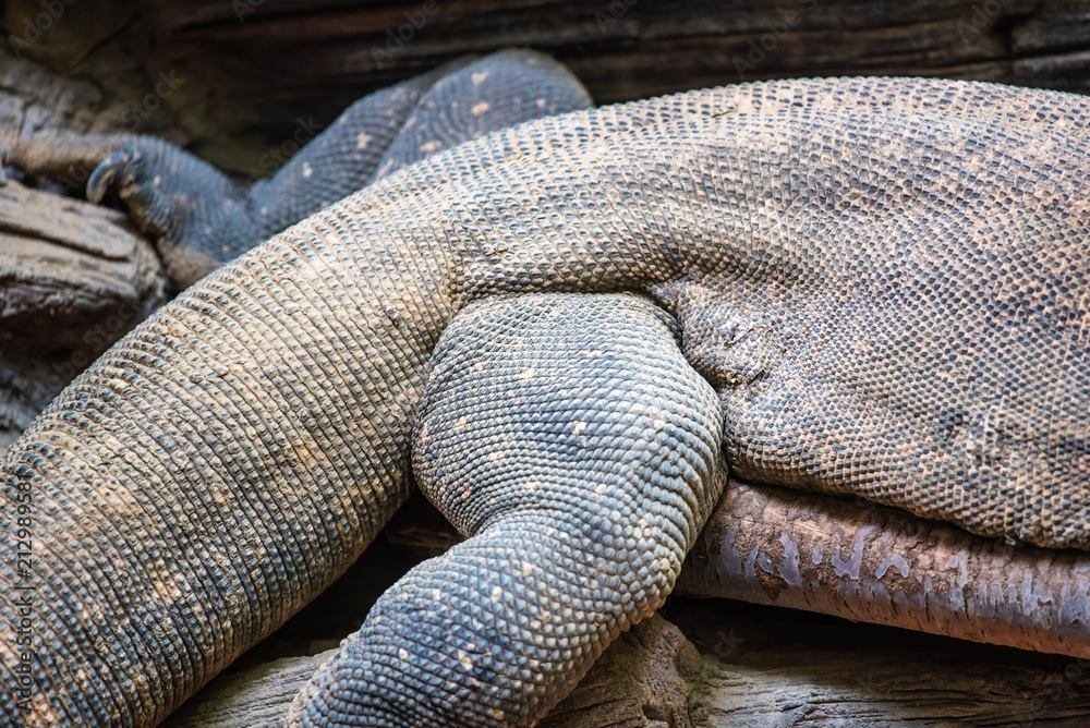 Obraz premium Dragon Skin