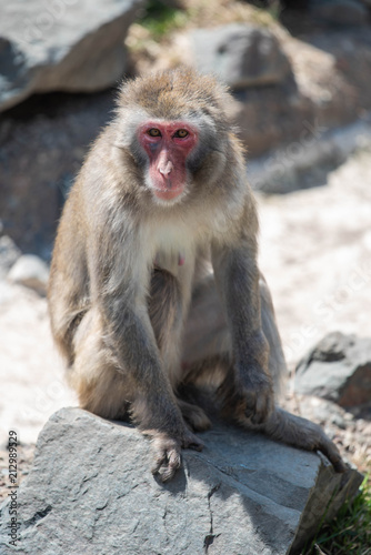 Rezus makaki Sitting on Stone © Oleg