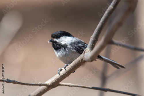 Black-capped Checkadee photo