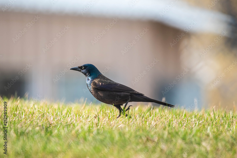 Obraz premium Grackle