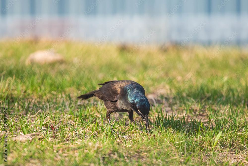 Grackle Grackle