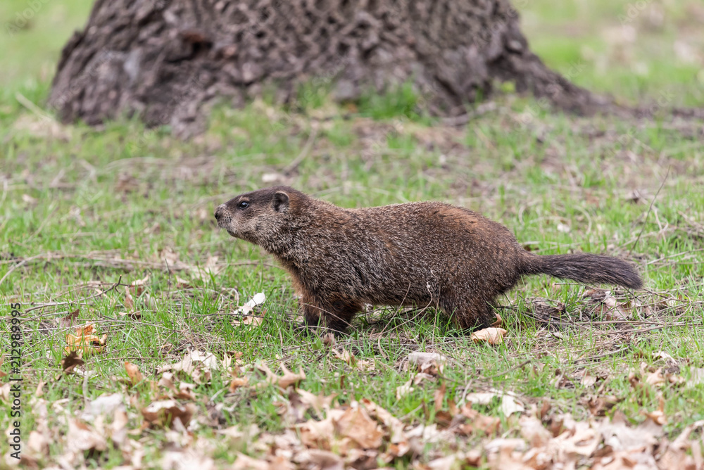 Fototapeta premium Woodchuck 