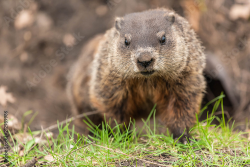Woodchuck 