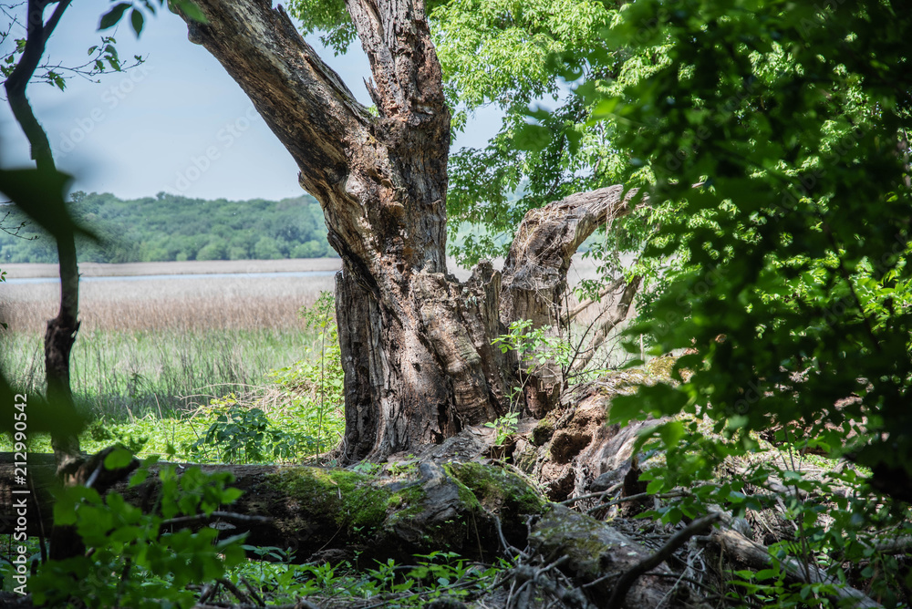 Fototapeta premium Tree Trunk